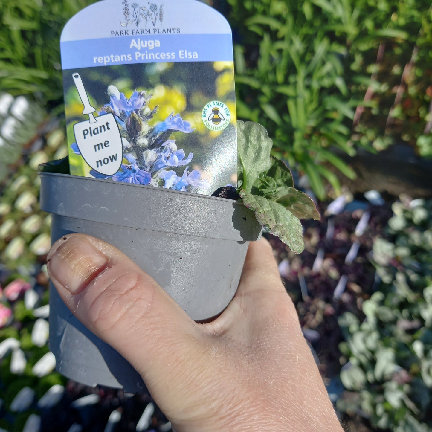AJUGA reptans Princess Elsa