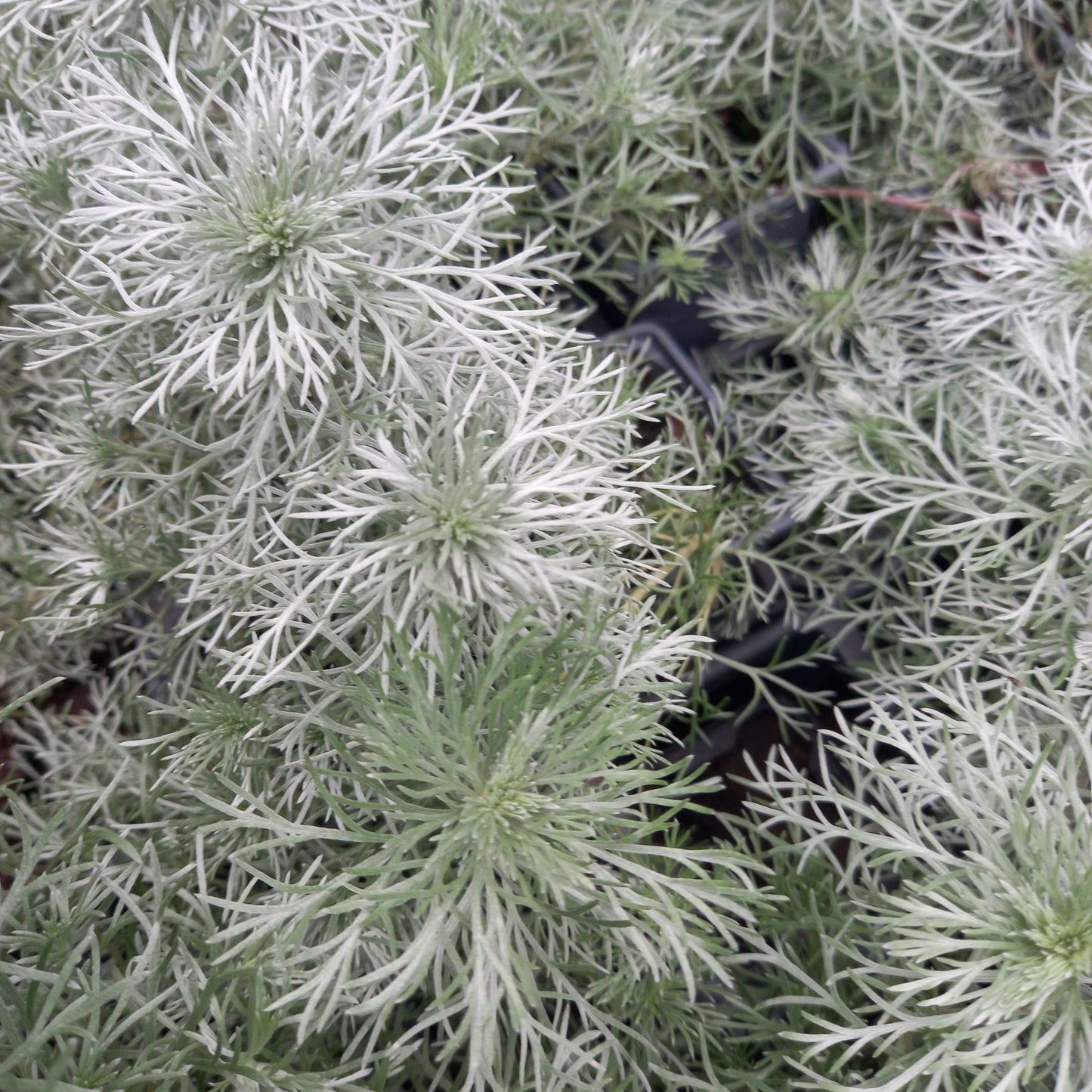 Artemisia schmidtiana 'Nana Attraction' Silver Mound Cottage Garden Perennial