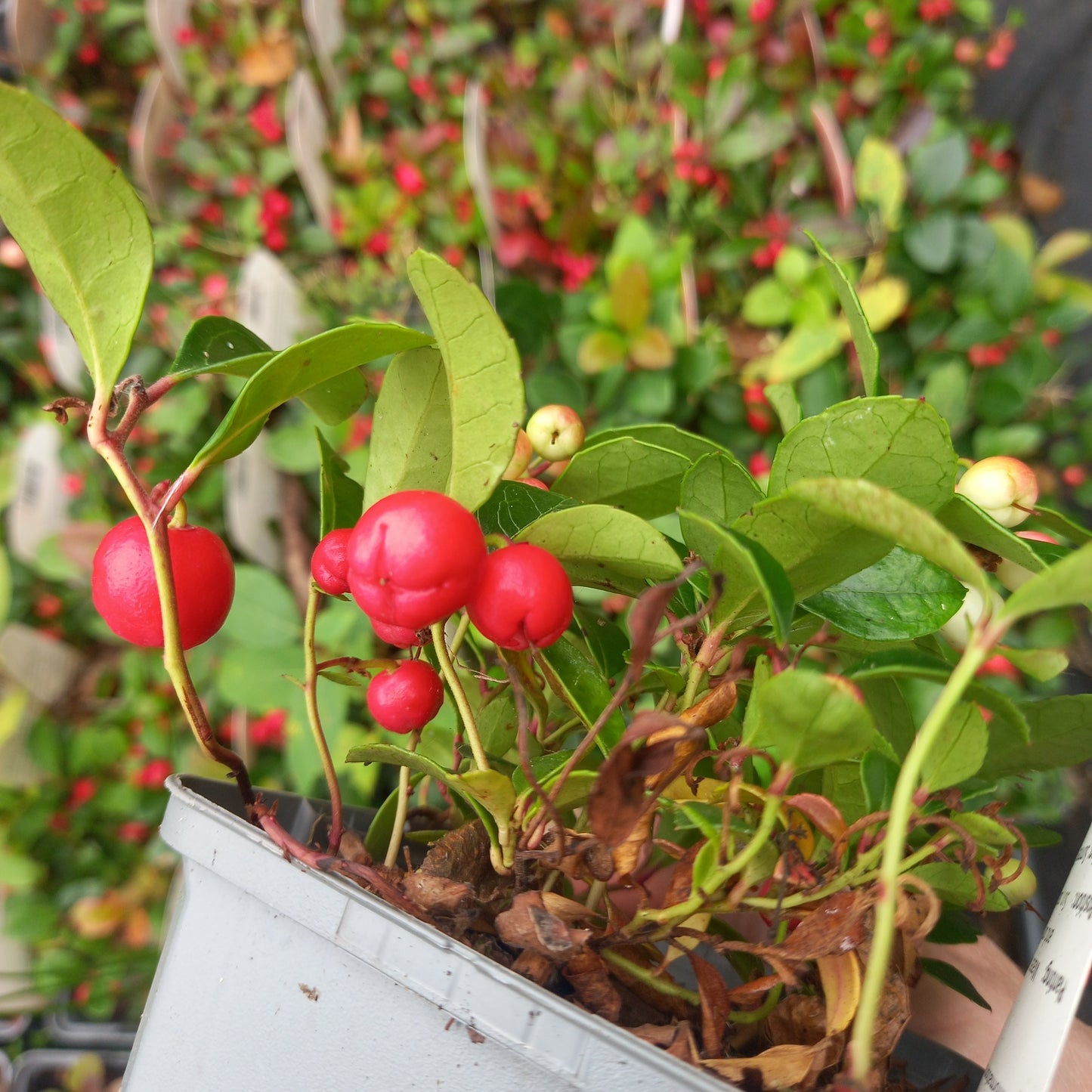 Gaultheria procumbens Winter Pearls Big - Partridge Berry, Eastern Teaberry, Checker Berry, and Wintergreen Plant.