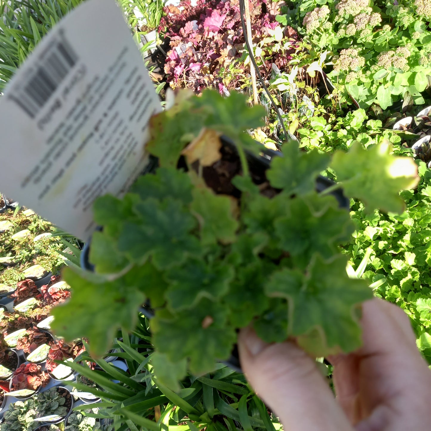 HEUCHERA Coral Forest
