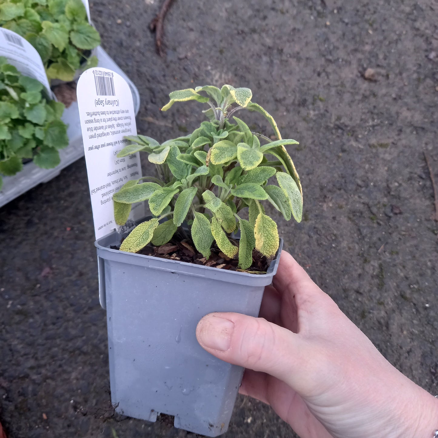 Sage Aurea Herb - SALVIA officinalis Aurea
