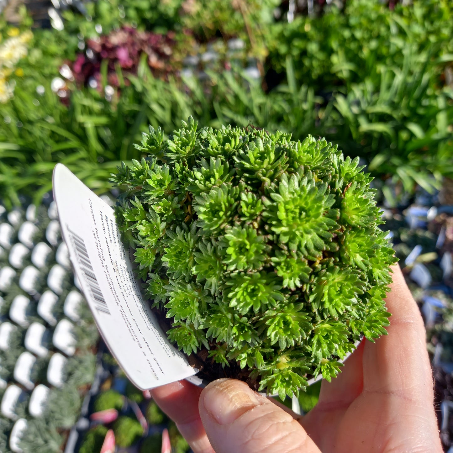 Saxifraga x Arendsii Saxony Red