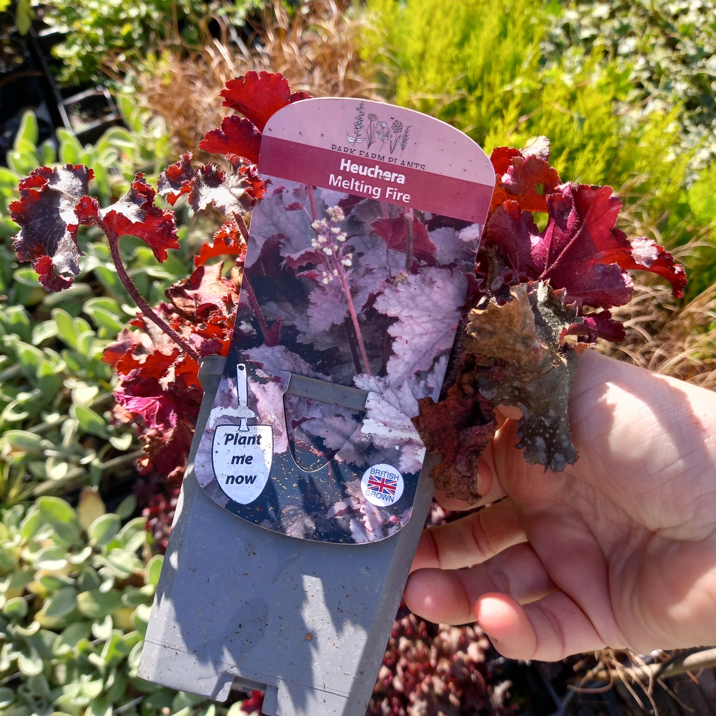 HEUCHERA Melting Fire