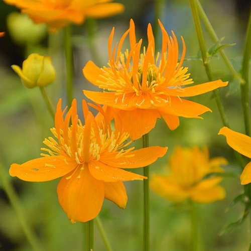 Trollius chinensis 'Golden Queen' - Comm. Chinese Globeflower