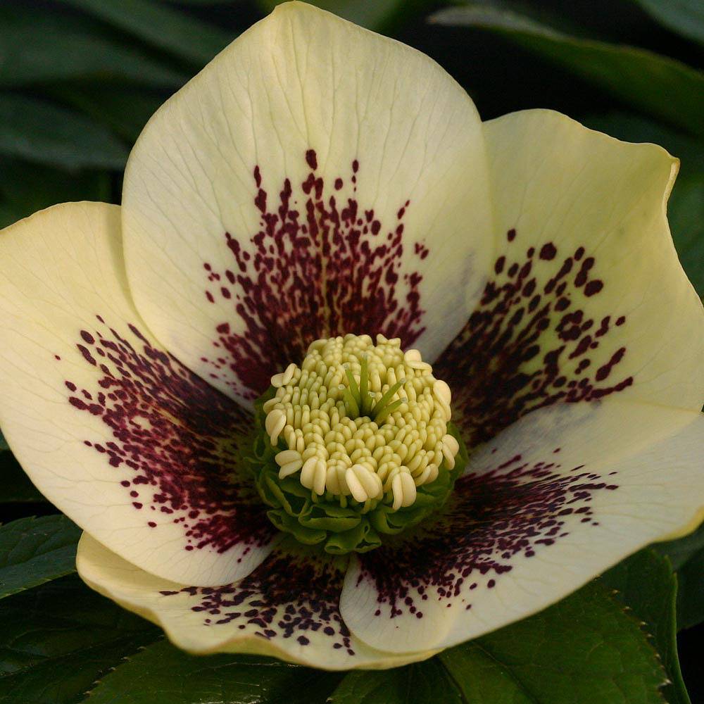 Hellebore orientalis - Helleborus 'Single Yellow Spotted' (Yellow Lady) ~ - comm. Lenten Rose