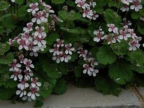 Erodium pelargoniflorum