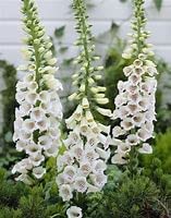 Digitalis purpurea 'Snow Thimble' Digitalis purpurea (foxglove)