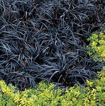 Ophiopogon planiscapus Nigrescens (Black Grass)