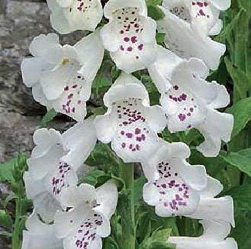 Foxglove 'White Hybrid Dalmatian F1 (Large) Cottage Garden Plug Plants Pack X6