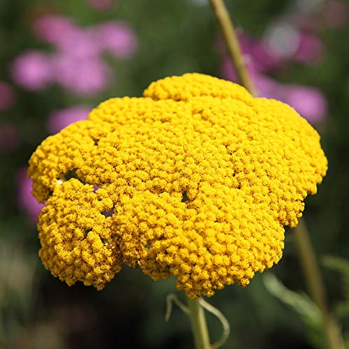 Achillea cloth of Gold Yarrow