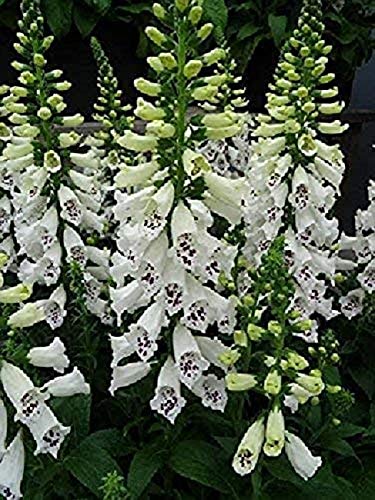 Foxglove 'White Hybrid Dalmatian F1 (Large) Cottage Garden Plug Plants Pack X6