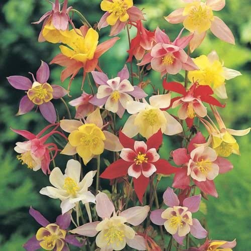 Aquilegia 'Mckana Giants Mixed'