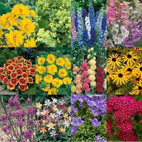 12 Cottage Garden Perennials Plug Plant mix