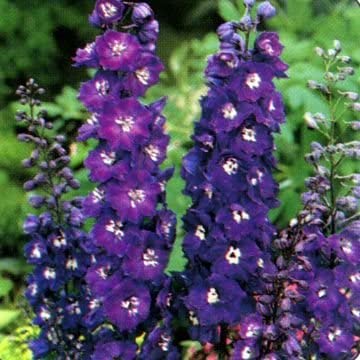 Delphinium 'King Arthur', 3x9cm, Larkspur, Perennial,