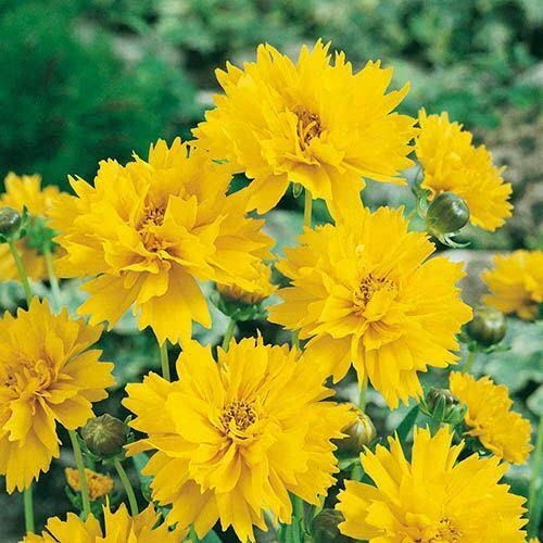 12 Cottage Garden Perennials Plug Plant mix