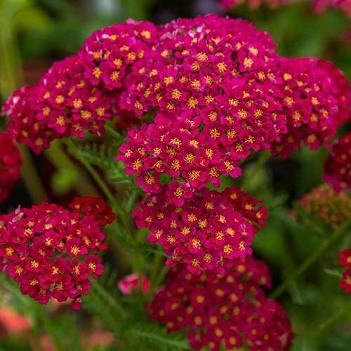 12 Cottage Garden Perennials Plug Plant mix
