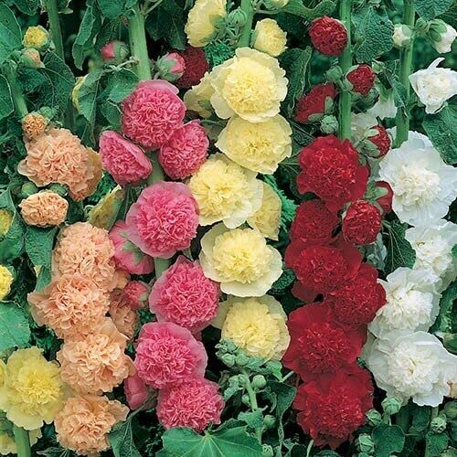 12 Cottage Garden Perennials Plug Plant mix