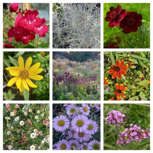12 x Mixed Varieties Hardy Garden Plant Collection 9cm pots