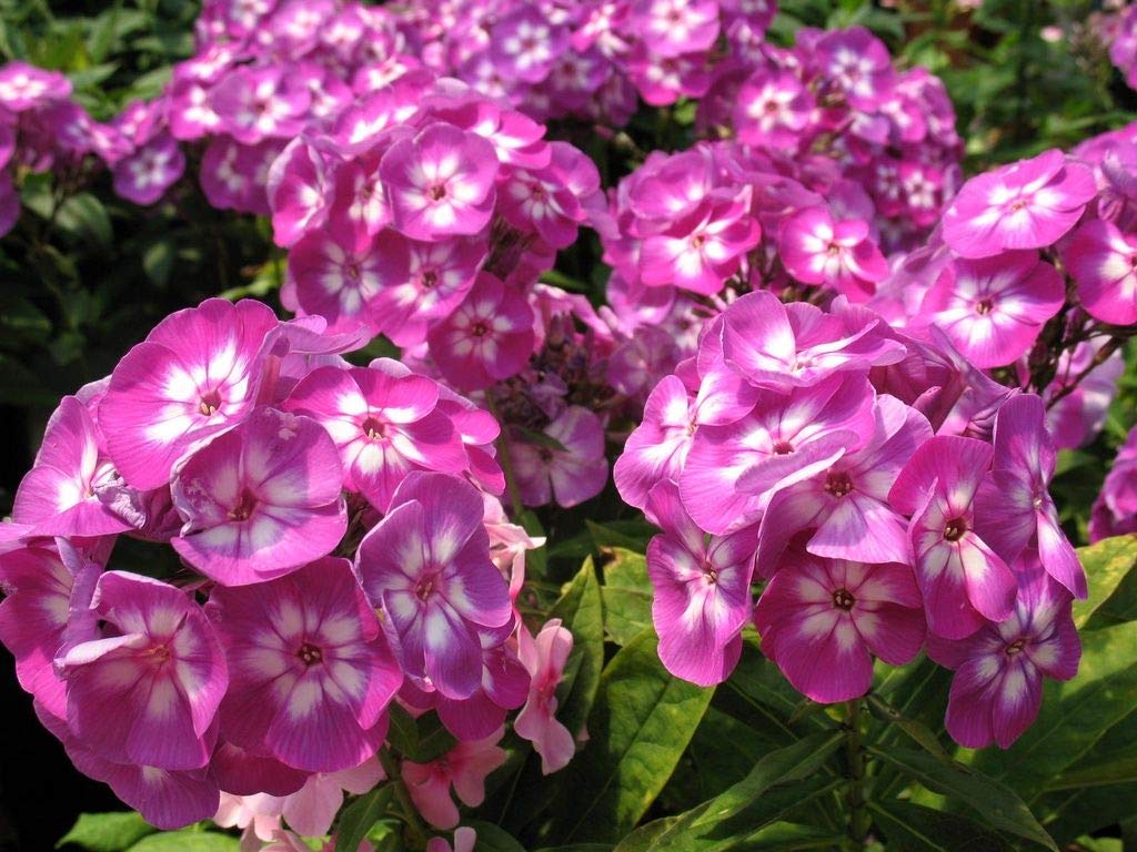 6 x Hardy Perennial/Biennial Medium Plug Plants Collection - Ready to Pot UP
