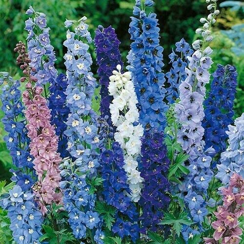 12 Cottage Garden Perennials Plug Plant mix