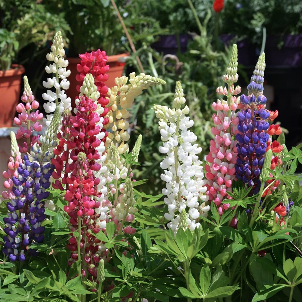 Perennial Collection 9cm Garden Plant Hardy Perennial Flowering Garden Plants Easy to Grow Your Own 6X 9cm Potted Plant