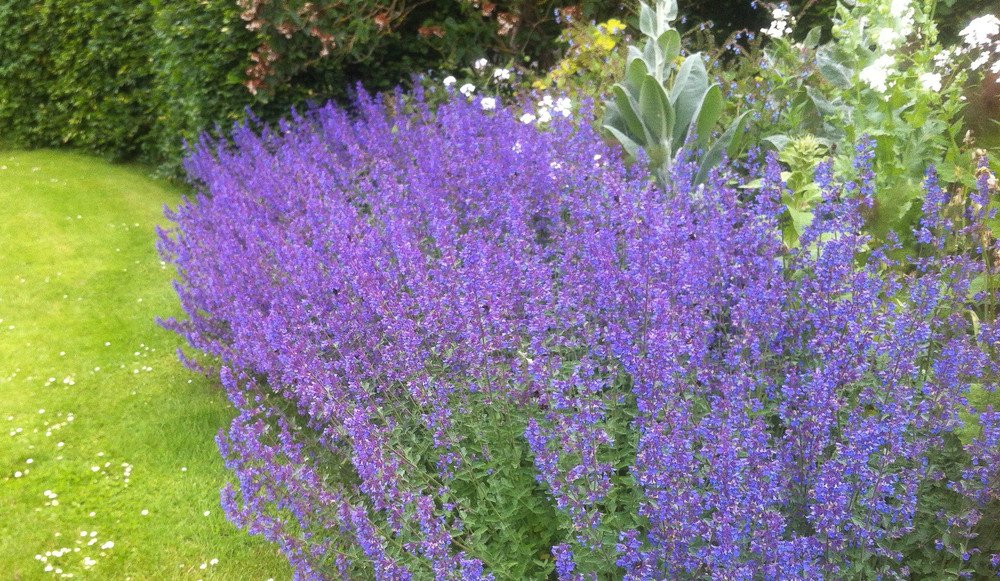 6 x Hardy Perennial/Biennial Medium Plug Plants Collection - Ready to Pot UP