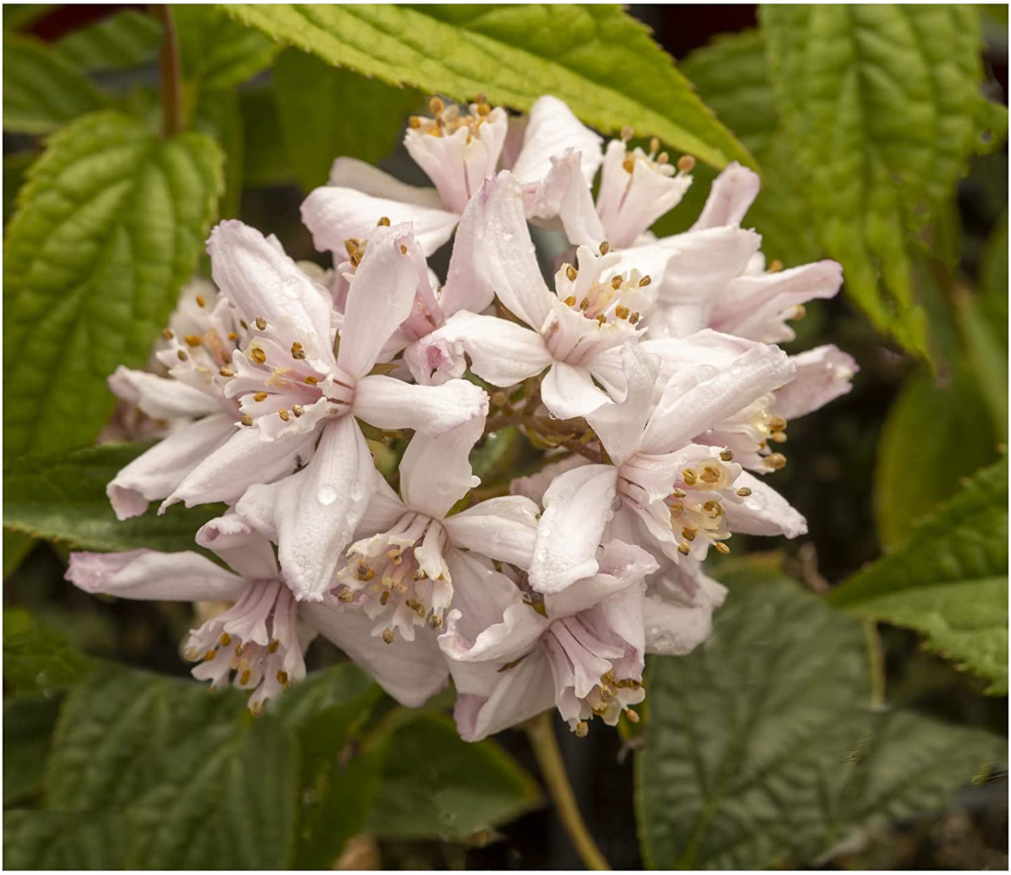6 Established Hardy Perennial Shrub for The Garden in 9cm pots