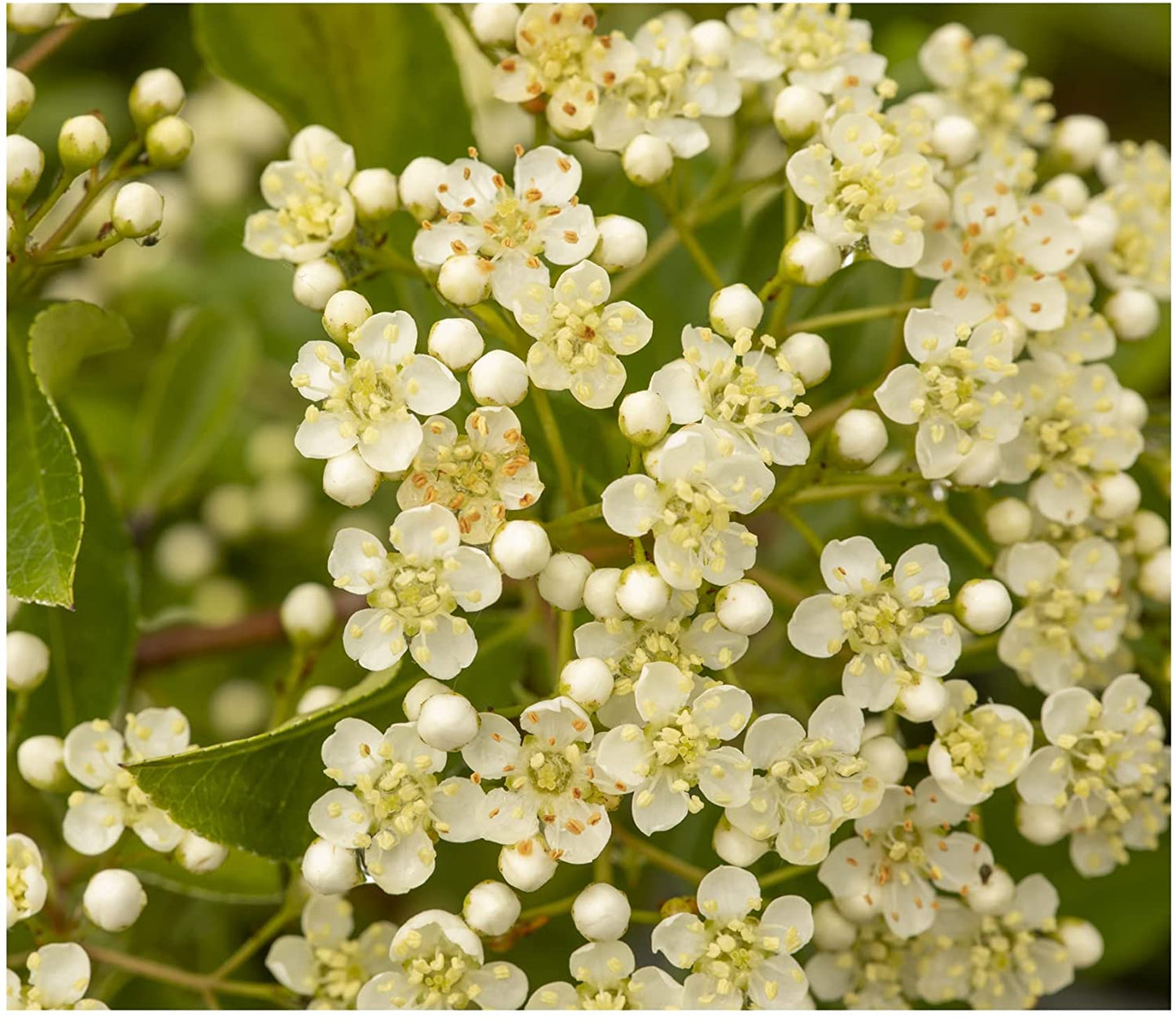 6 Established Hardy Perennial Shrub for The Garden in 9cm pots