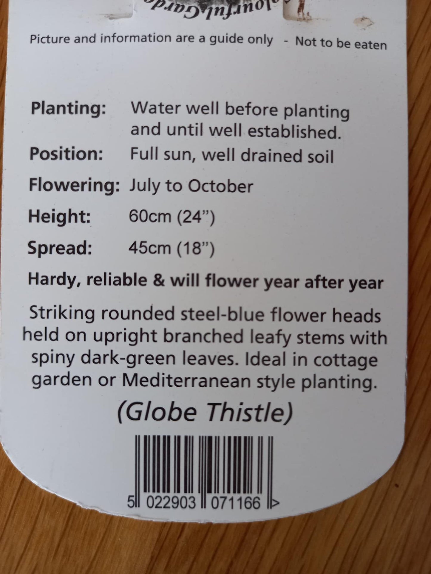 Echinops ritro (Globe Thistle)