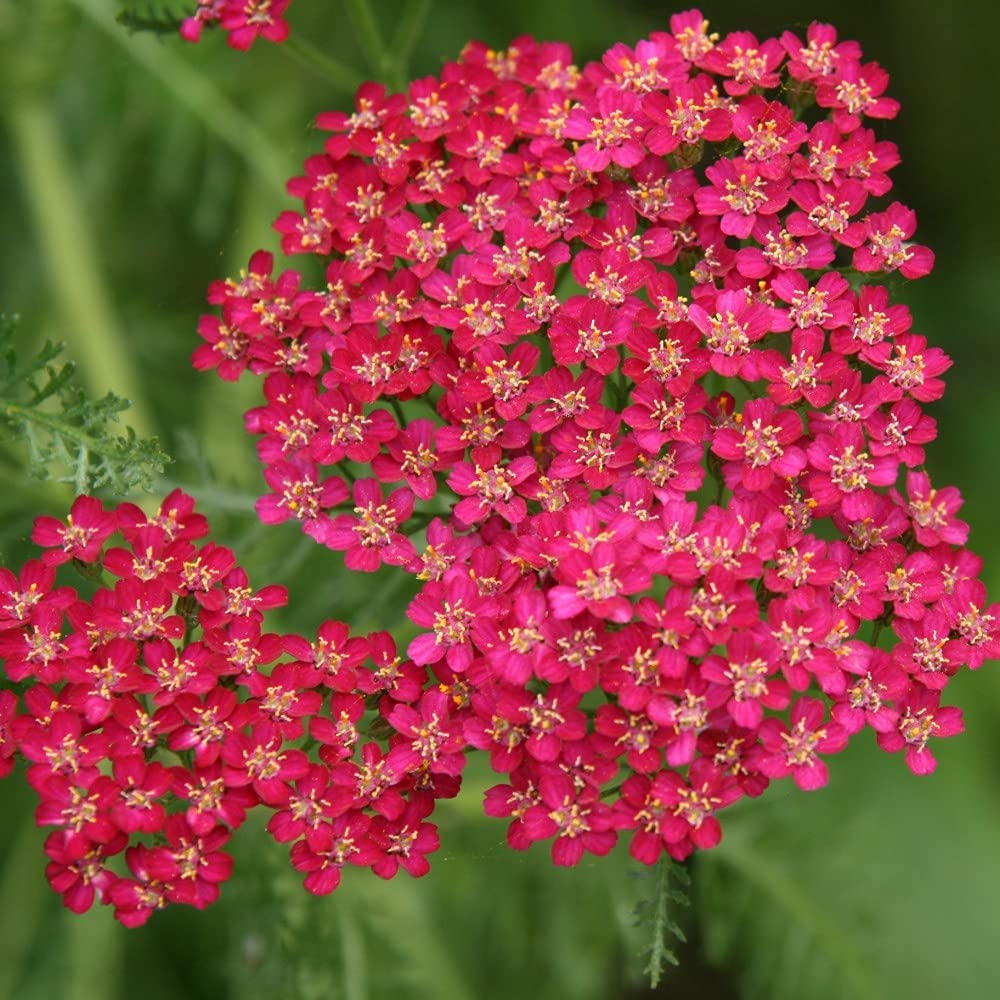 30 x Perennial Collection Garden Plant Hardy Perennial Flowering Garden Plants Easy to Grow Your Own Plug Plants