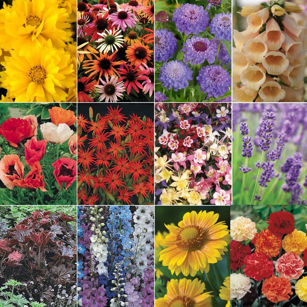 12 x 'Mixed Varieties' Garden Perennial Plug Plants Starter Pack