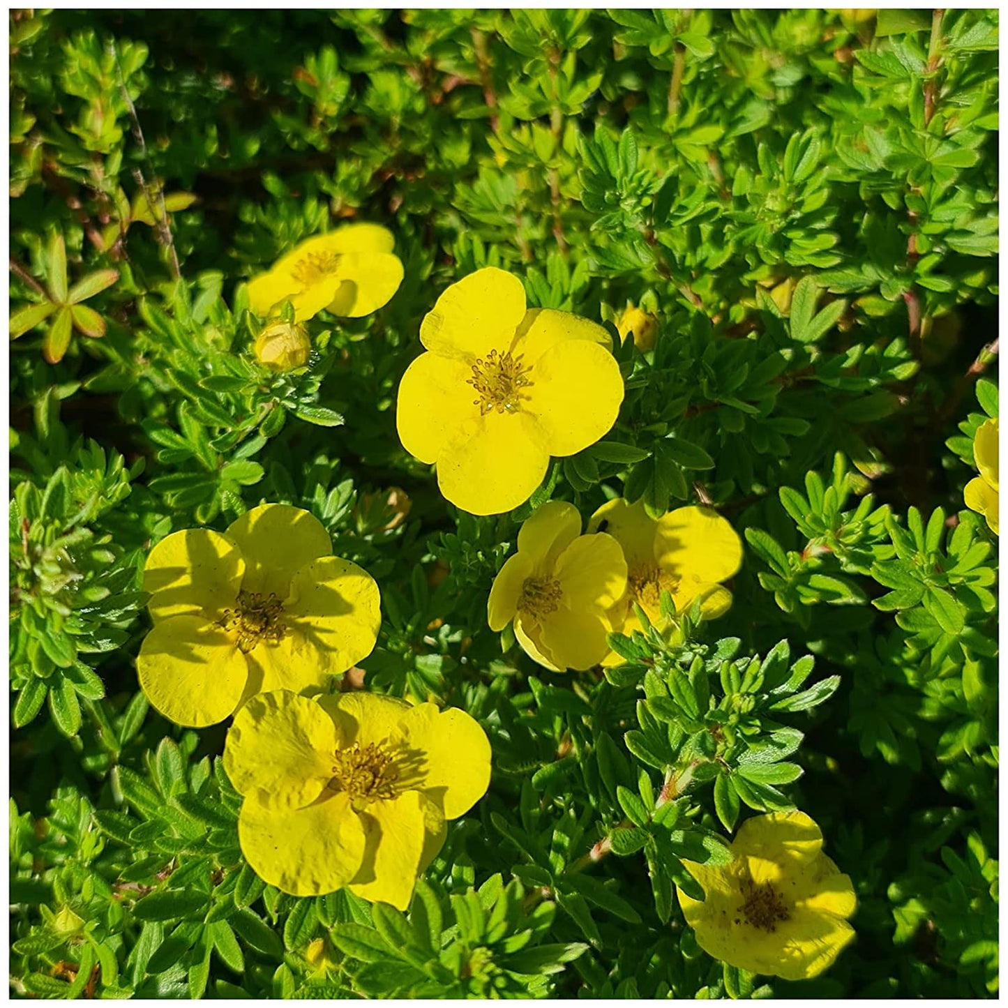 6 Established Hardy Perennial Shrub for The Garden in 9cm pots