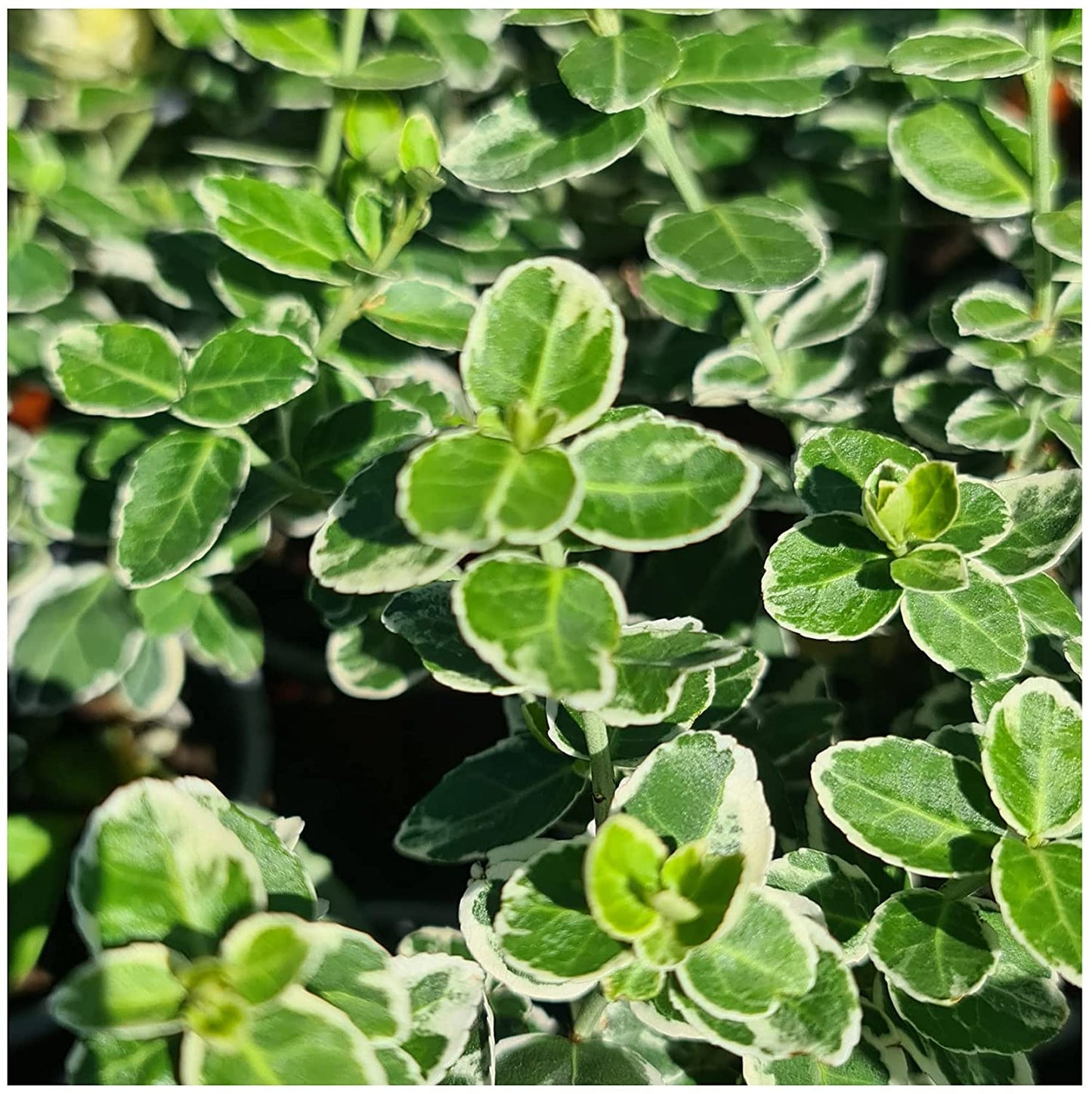 6 Established Hardy Perennial Shrub for The Garden in 9cm pots
