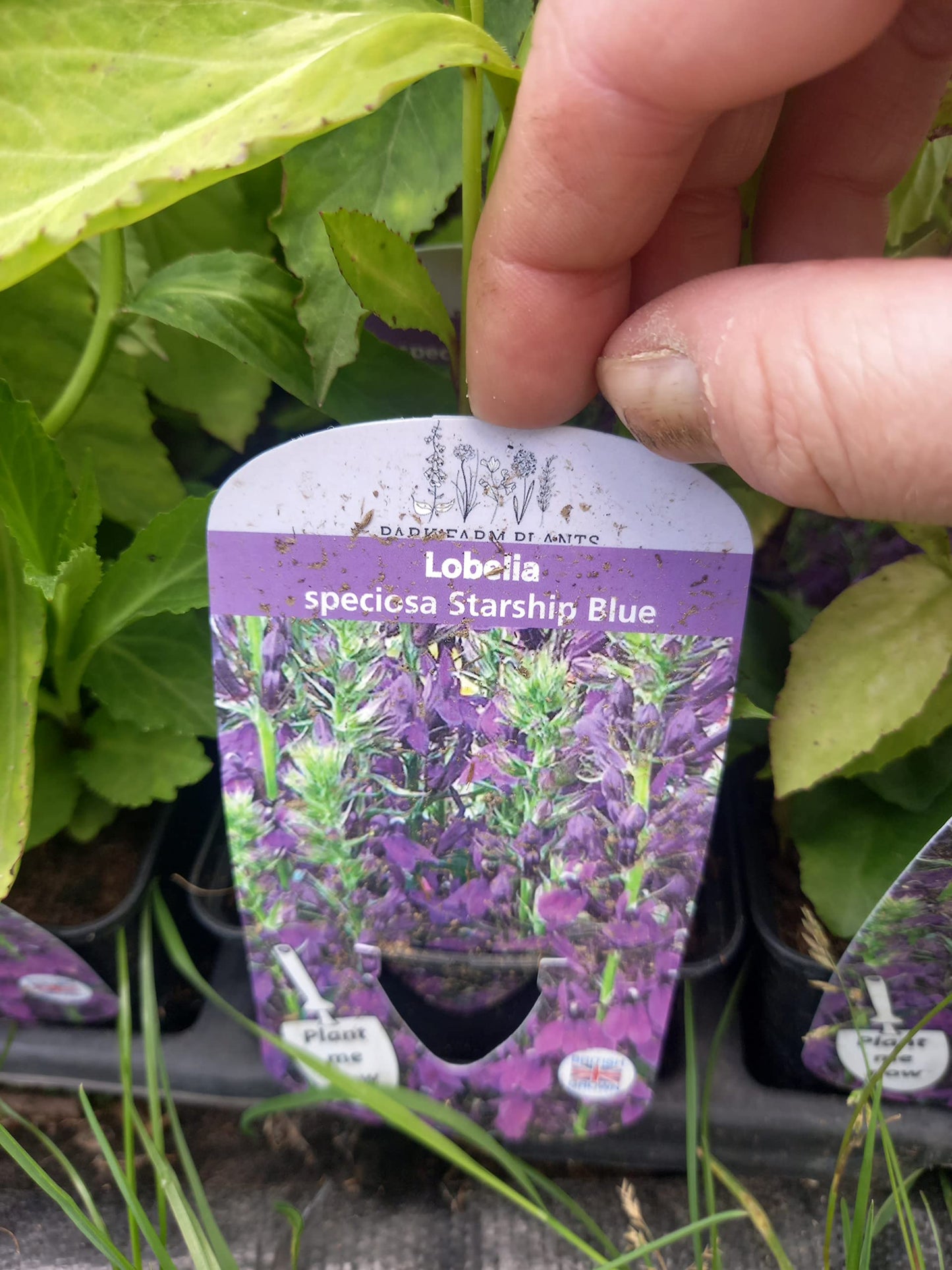 Lobelia Speciosa Starship Blue