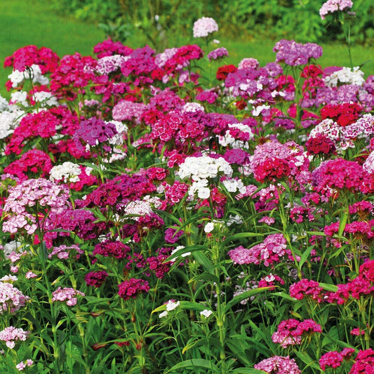 Sweet William - Dianthus - Indian Carpet mix