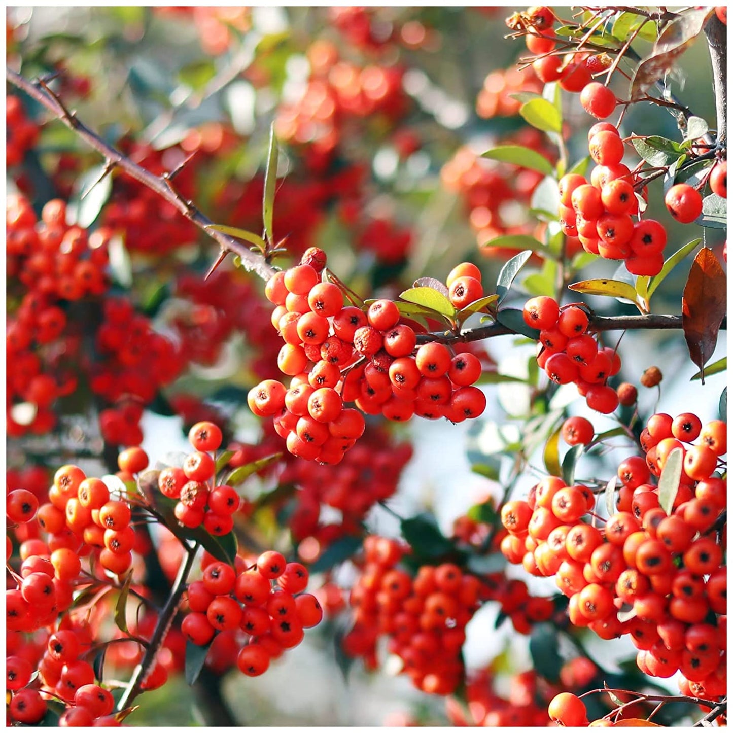 6 Established Hardy Perennial Shrub for The Garden in 9cm pots