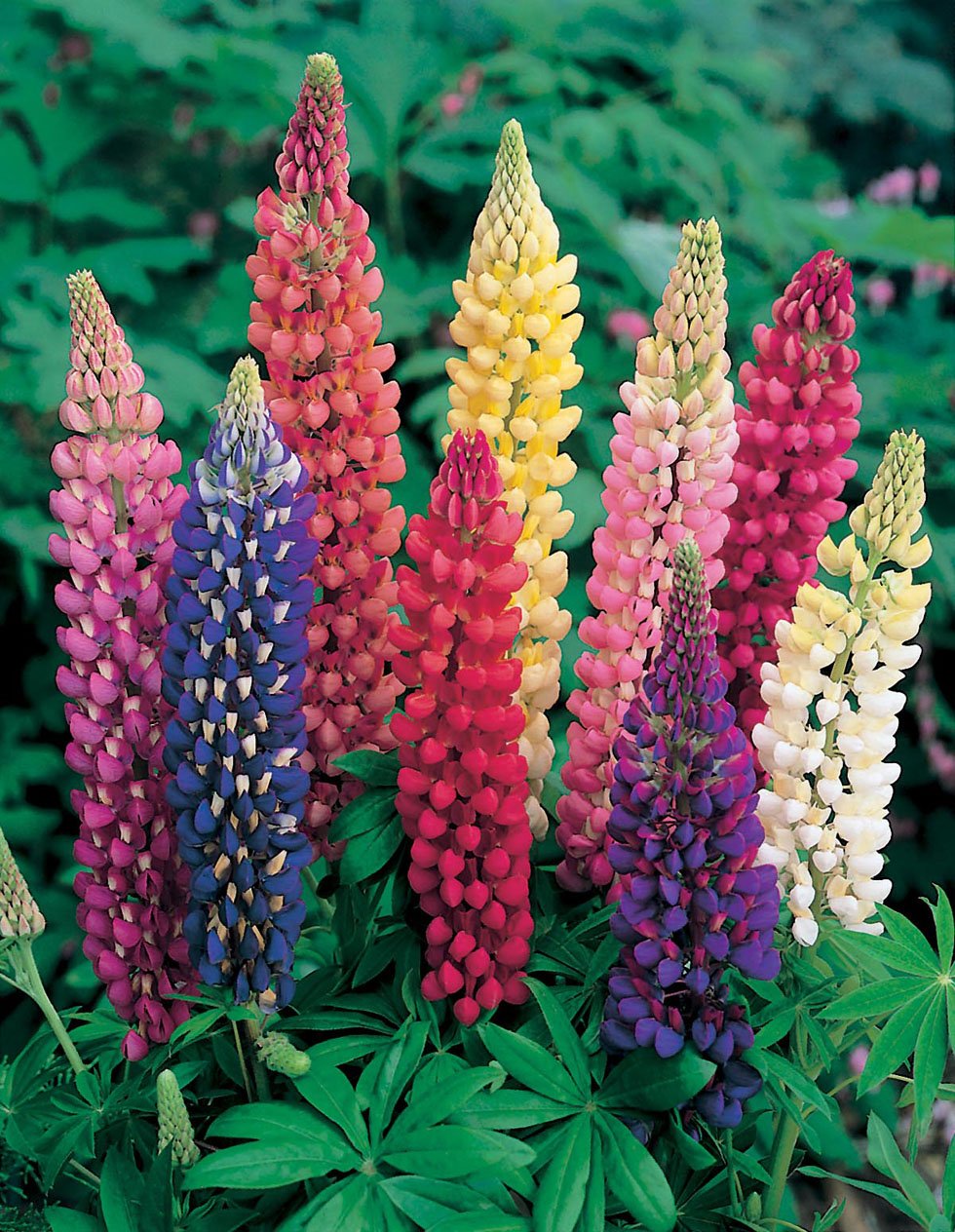 6 x Hardy Perennial/Biennial Medium Plug Plants Collection - Ready to Pot UP