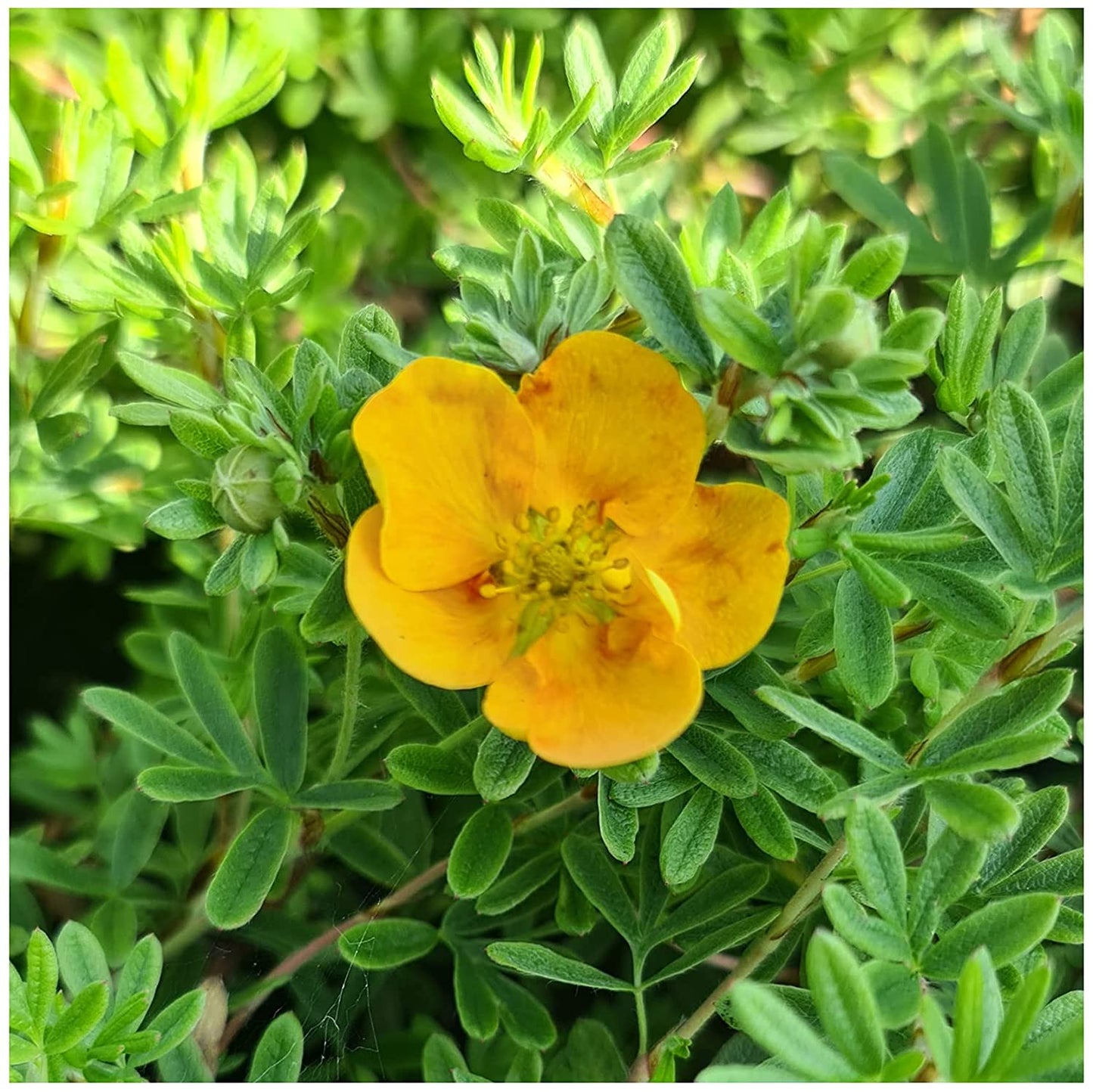 6 Established Hardy Perennial Shrub for The Garden in 9cm pots