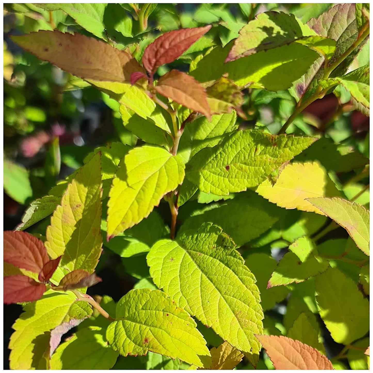 6 Established Hardy Perennial Shrub for The Garden in 9cm pots
