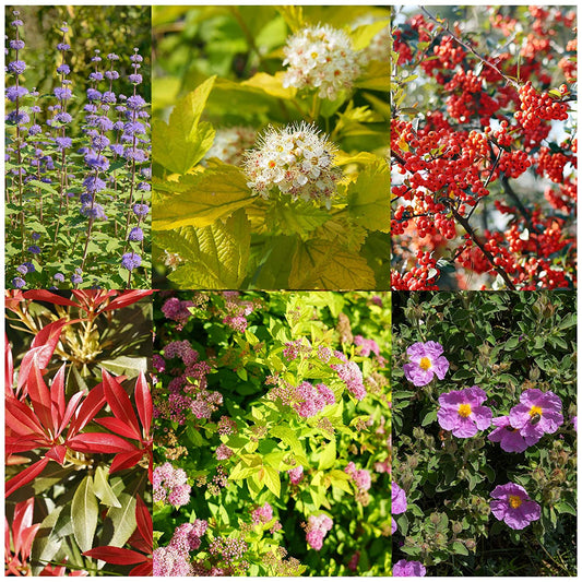 6 Established Hardy Perennial Shrub for The Garden in 9cm pots
