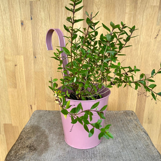 Hanging Planters