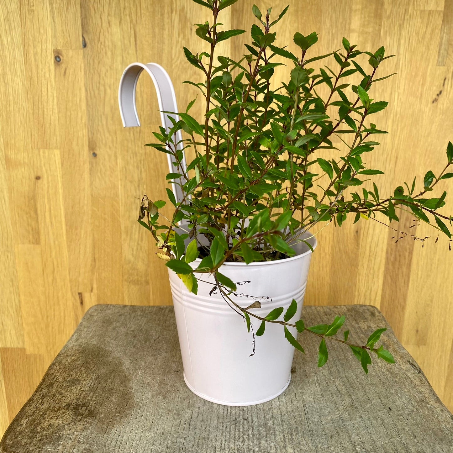 Hanging Planters