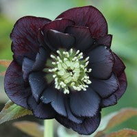 Hellebore orientalis - HELLEBORUS 'Double Midnight Black'