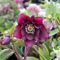 Hellebore orientalis - HELLEBORUS 'Double Purple'