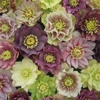 Hellebore orientalis - HELLEBORUS 'Double Queen Mixed'