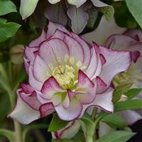 Hellebore orientalis - HELLEBORUS 'Double White Picotee'