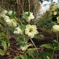 Hellebore orientalis - HELLEBORUS 'Double Yellow Spotted'