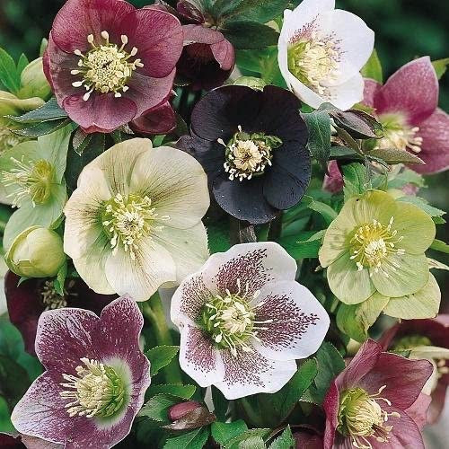 Hellebore orientalis - HELLEBORUS Orientalis 'Mixed'