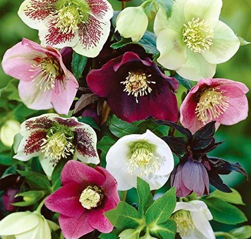 Hellebore orientalis - HELLEBORUS Orientalis 'Mixed'