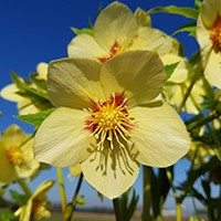 Hellebore orientalis - HELLEBORUS 'Single Gold Red Star'
